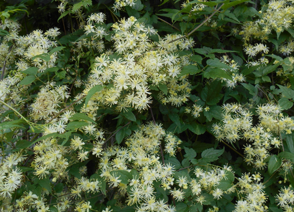 Virgin's Bower Clematis (Clematis virginiana) - 1 gallon