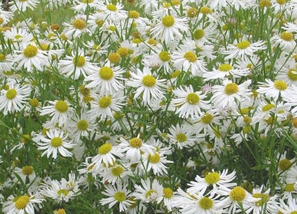 Snowbank Boltonia (Boltonia snowbank) - 1 gallon