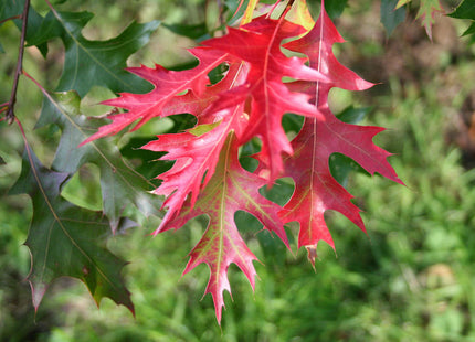 Scarlet Oak (Quercus coccinea) - 3 gallon