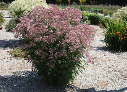 Rosie Josie™ Joe-Pye (Eupatorium x 'Rosie Josie') - 2 gallon