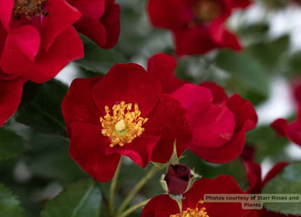 Scarlet Drift® rose (Rosa Scarlet Drift® ('Meidelvega')) - 2 gallon