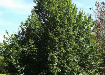 Pinocchio European Hornbeam (Carpinus betulus 'Pinocchio') - 3 gallon 48" TREE