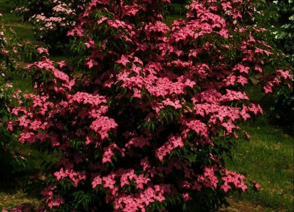 Scarlet Fire™ Chinese Dogwood (Cornus kousa 'Hanros') - 2 gallon 3-4' TREE