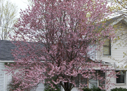 Newport Cherry Plum (Prunus cerasifera 'Newport') - 3 gallon 36" TREE