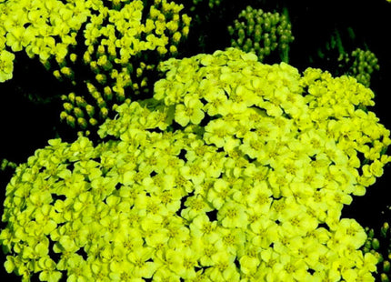 Sunny Seduction Yarrow (Achillea millefolium 'Sunny Seduction') - QT