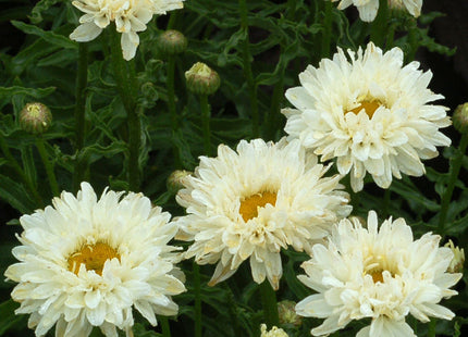 Victorian Secret Shasta Daisy (Leucanthemum 'Victorian Secret') - QT