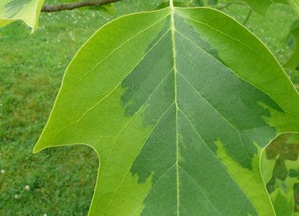 Majestic Beauty™ Tuliptree (Liriodendron tulipifera 'Aureo-Marginatum') - 3 gallon TREE