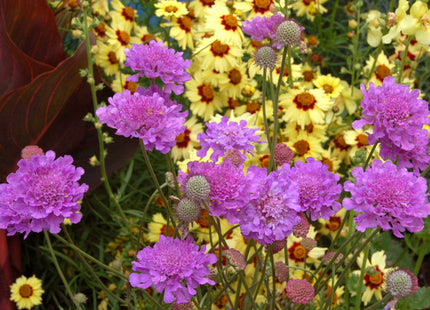Violet Blue Pincushion Flower (Scabiosa vivid 'Vivid Violet') - QT