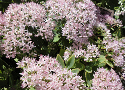 Rock 'N Round® 'Pure Joy' Stonecrop (Sedum pure 'Joy') - QT