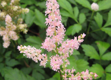 Rheinland Astilbe (Astilbe japonica 'Rheinland') - 1 gallon