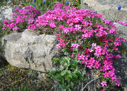 Scarlet Flame Creeping Phlox (Phlox subulata 'Scarlet Flame') - 1 gallon