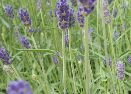 Provence Lavender (Lavandula x 'Provence') - 3QT
