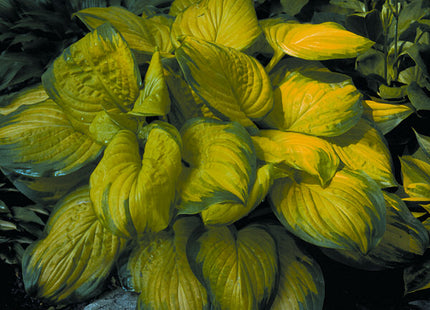 Stained Glass Plantain Lily (Hosta stained 'Stained Glass') - 1 gallon