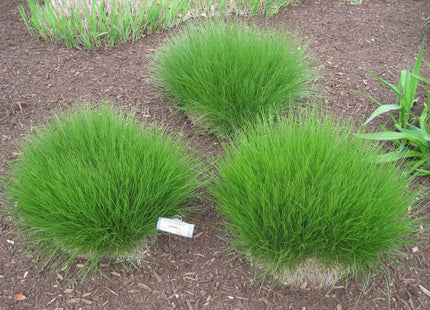 Prairie Dropseed (Sporobolus heterolepis 'Spor. Heterolepis') - 2 gallon