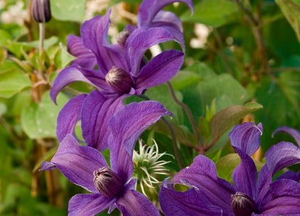 Sapphire Indigo™ Clematis (Clematis sapphire 'Cleminov51') - 1 gallon