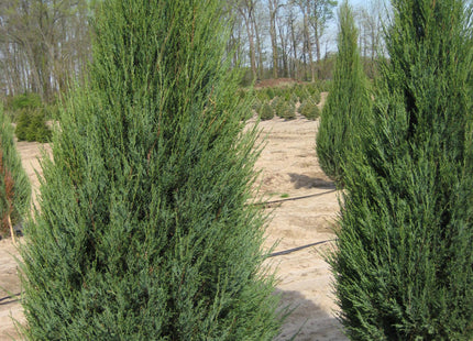 Skyrocket Juniper (Juniperus scopulorum 'Skyrocket') - 1 gallon 8"