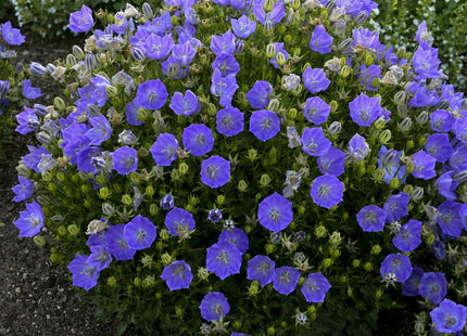 Rapido Blue Bellflower (Campanula carpatica 'Rapido Blue') - 1 gallon
