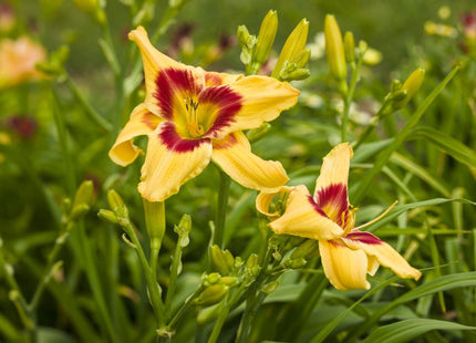 Rainbow Rhythm® 'Tiger Swirl' Daylily (Hemerocallis 'Rainbow Rhythm Tiger Swirl') - 1 gallon