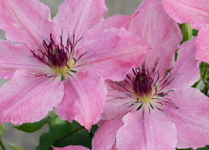 Sarah Elizabeth™ Clematis (Clematis sarah 'Elizabeth') - 1 gallon