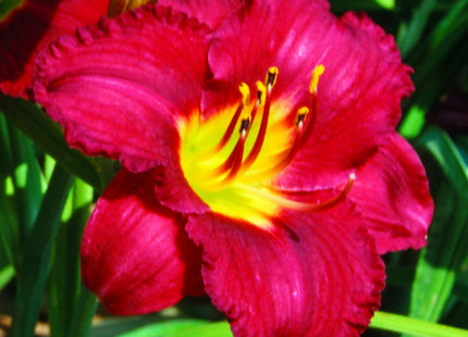 Pardon Me Daylily (Hemerocallis pardon 'Pardon Me') - 1 gallon