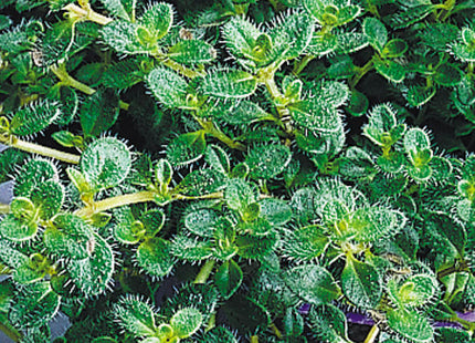Woolly Thyme (Thymus pseudolanuginosus 'Pseudo. Wooly') - 1 gallon