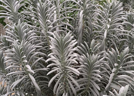 Sensational!® Lavender (Lavandula x i. 'Sensational') - 3QT