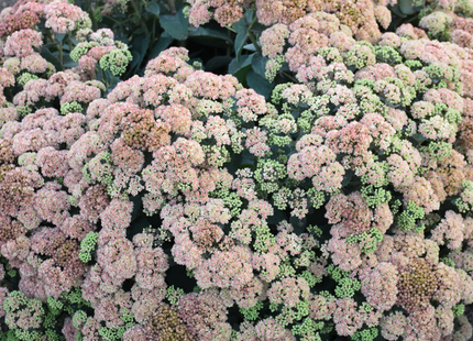 Rock 'N Grow® 'Coraljade' Stonecrop (Sedum coraljade) - 1 gallon