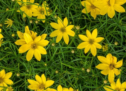 Thread-leaf Tickseed (Coreopsis verticillata) - 1 gallon