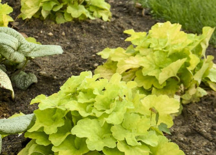 Primo® 'Pistachio Ambrosia' Coral Bells (Heuchera pistachio 'Ambrosia') - 1 gallon