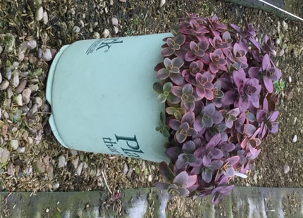 Wildfire Stonecrop (Sedum wildfire) - QT