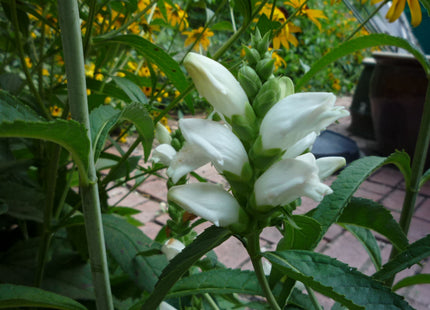 Turtlehead (Chelone glabra) - QT