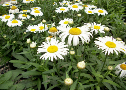 Snow Lady Shasta Daisy (Leucanthemum x superbum 'Snow Lady') - QT