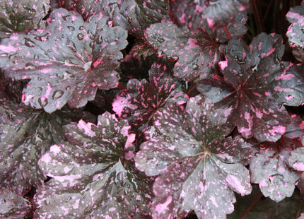 Midnight Rose Coral Bells (Heuchera midnight 'Midnight Rose') - QT