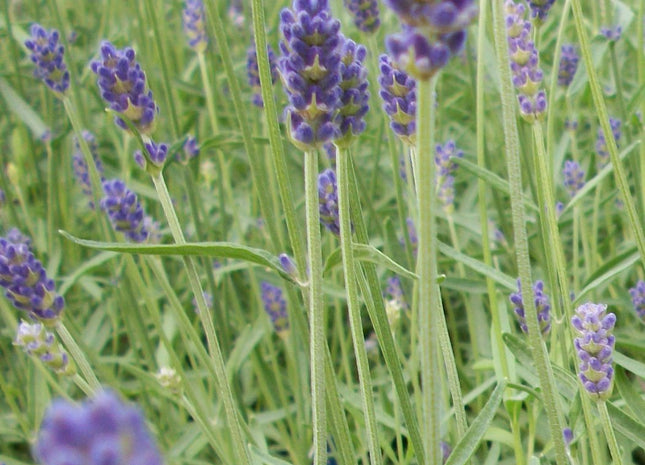 Provence Lavender (Lavandula x 'Provence') - QT