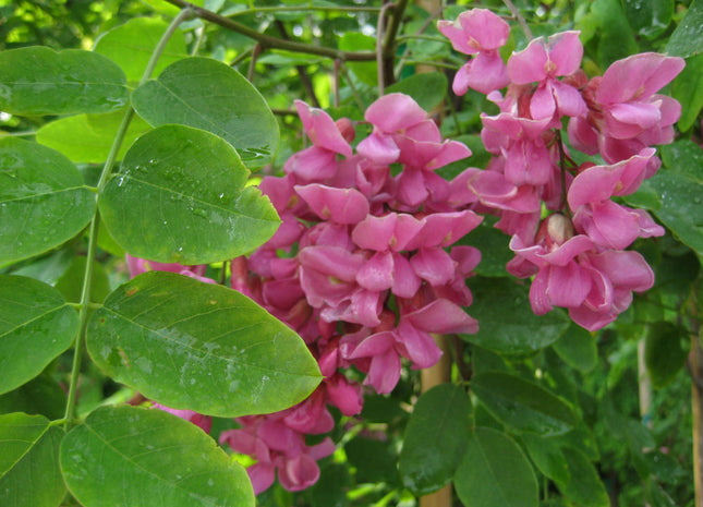 Purple Robe Black Locust (Robinia pseudoacacia 'Purple Robe') - 3 gallon