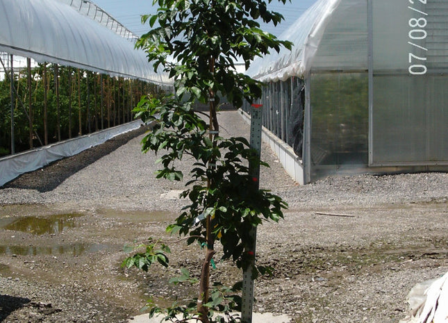 Pendula Snowbell (Styrax japonicus 'Pendula') - 3 gallon